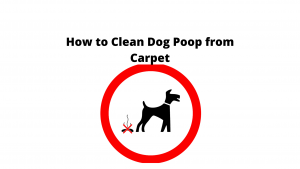 Hwot To Clean Dog Poop From Carpet
